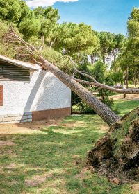 A large pine tree falls on a roof of a small private house. Storm and natural disaster concept